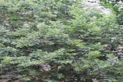 Nyctanthes arbor-tristis